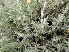 Helichrysum cymosum