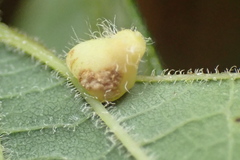 Celticecis pyriformis