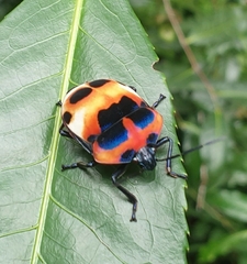 Poecilocoris latus