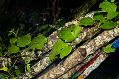 Spinoparapachymorpha spinosa