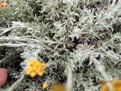 Helichrysum cymosum