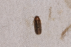 Synecdoche impunctata