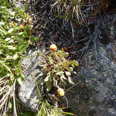 Packera ogotorukensis