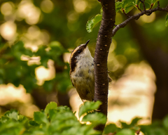 Aphrastura spinicauda spinicauda