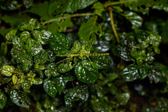 Spinoparapachymorpha spinosa