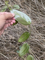 Smilax lanceifolia