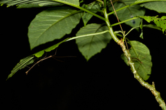Oxyartes