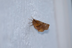 Selenia alciphearia