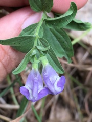 Scutellaria antirrhinoides