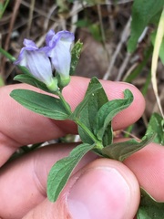 Scutellaria antirrhinoides