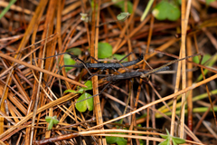 Paragongylopus