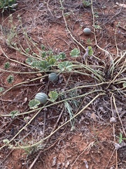 Apodanthera undulata