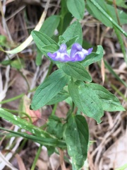 Scutellaria antirrhinoides