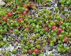 Empetrum eamesii