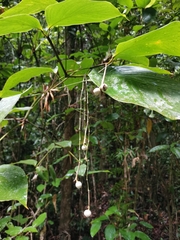 Marantaceae
