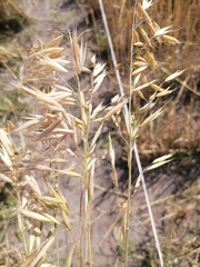 Avena strigosa