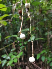 Marantaceae