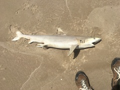 Carcharhinus acronotus