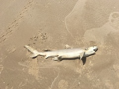 Carcharhinus acronotus