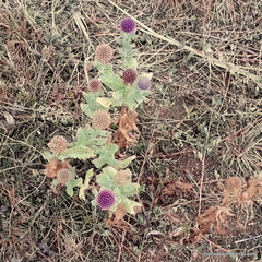 Sphaeranthus indicus