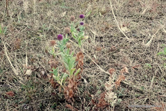 Sphaeranthus indicus