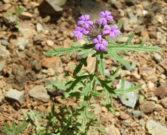 Glandularia chiricahensis