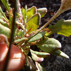Packera ogotorukensis
