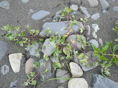 Pegomya hyoscyami group