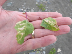 Pegomya hyoscyami group