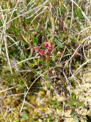 Kalmia polifolia