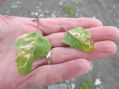 Pegomya hyoscyami group