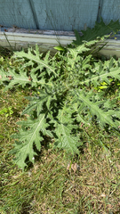 Cirsium vulgare