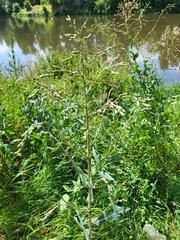 Lactuca serriola
