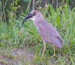 Nycticorax nycticorax image