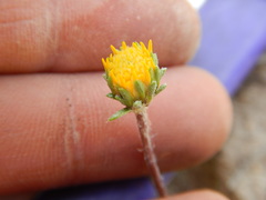 Pyrrocoma lanceolata