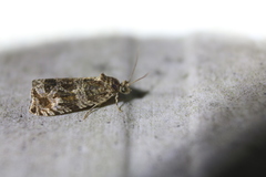 Olethreutes valdanum