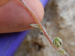 Pyrrocoma lanceolata