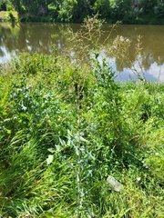Lactuca serriola