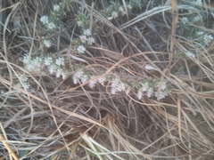 Helichrysum caespititium