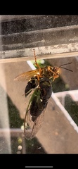 Sphecius speciosus