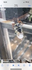 Sphecius speciosus