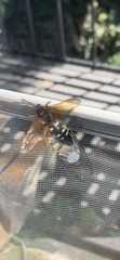 Sphecius speciosus