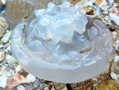 Rhizostoma pulmo