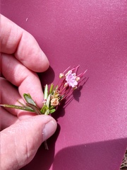 Kalmia polifolia