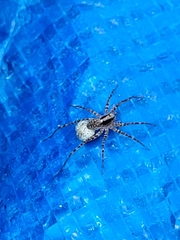 Acantholycosa lignaria