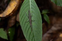 Paragongylopus