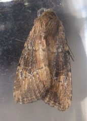 Anhimella contrahens