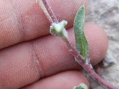 Pyrrocoma lanceolata