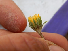 Pyrrocoma lanceolata