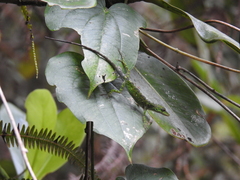 Anolis umbrivagus